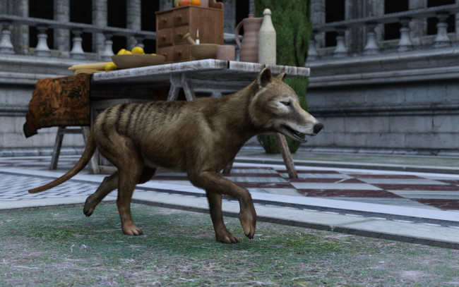 Обои картинки фото 3д графика, животные , animals, сумчастый, волк