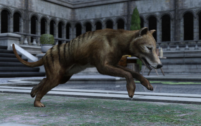 Обои картинки фото 3д графика, животные , animals, сумчастый, волк