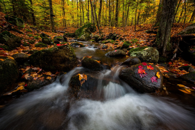 Обои картинки фото природа, реки, озера, осень, река, деревья, лес