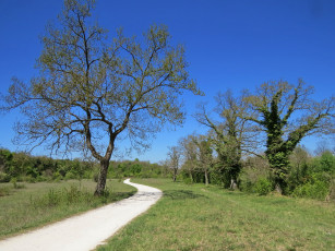 Картинка природа дороги дорога лес луг