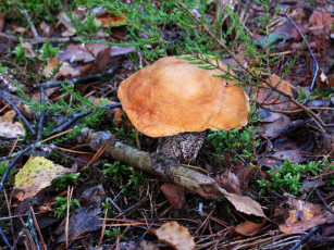 Картинка природа грибы подосиновик