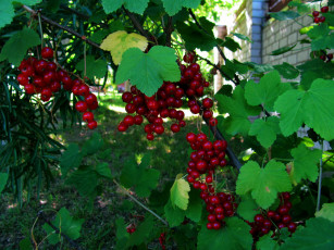 Картинка природа Ягоды смородина красная