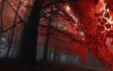 Картинка природа лес деревья