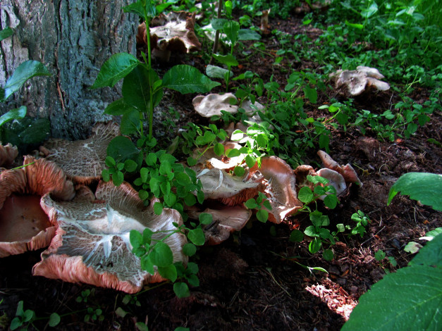 Обои картинки фото природа, грибы, шляпки