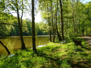 Картинка природа лес деревья вода