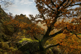 Картинка природа деревья простор