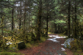 Картинка природа лес простор