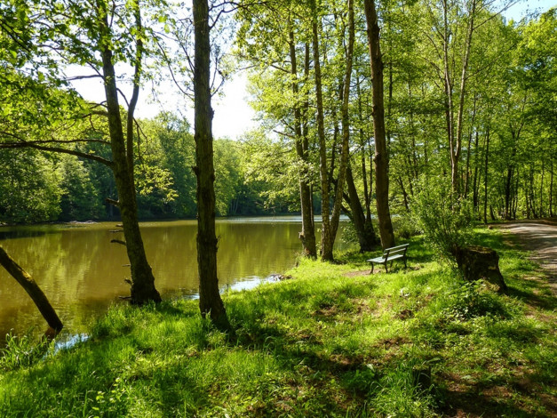 Обои картинки фото природа, лес, деревья, вода