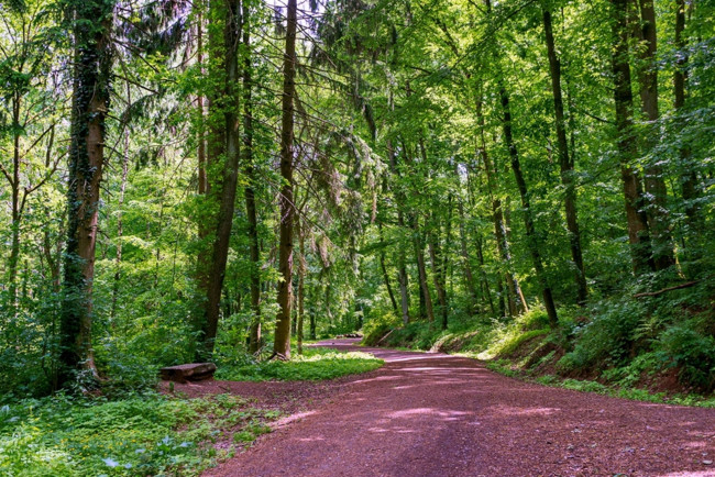 Обои картинки фото природа, дороги, лес, лето, деревья, дорога