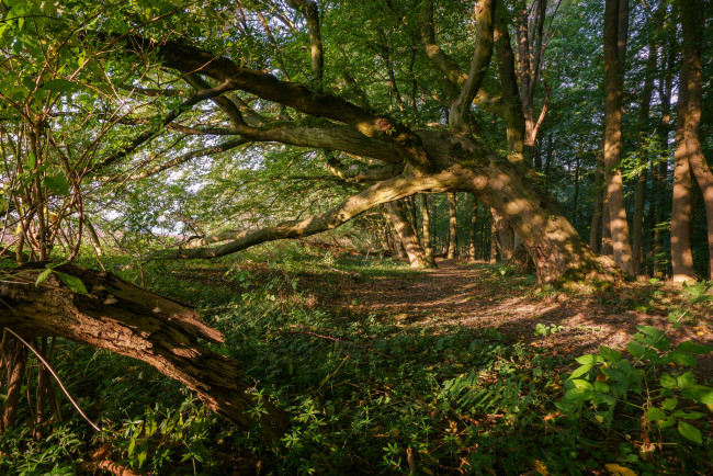 Обои картинки фото природа, лес, простор