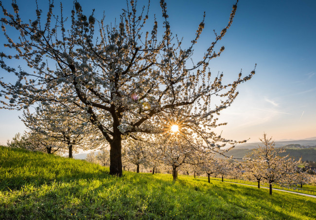 Обои картинки фото природа, деревья, простор