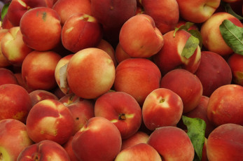 Картинка еда персики +сливы +абрикосы