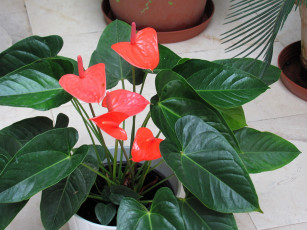 обоя цветы, антуриум , цветок фламинго, алый, антуриум