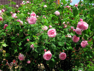 Картинка цветы розы розовые куст