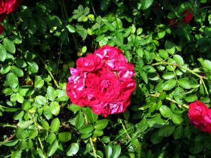 Картинка цветы розы розовые куст