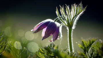 Картинка цветы анемоны +сон-трава сон-трава