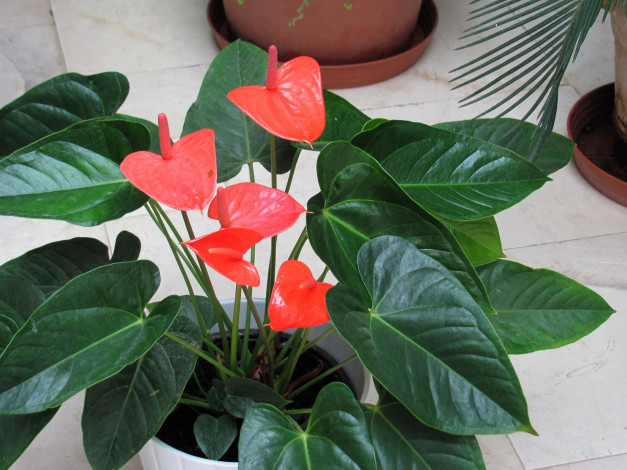 Обои картинки фото цветы, антуриум , цветок фламинго, алый, антуриум