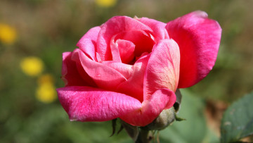 Картинка цветы розы розовая роза макро