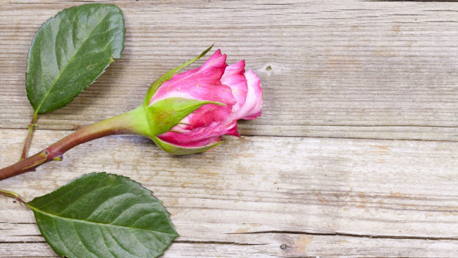 Обои картинки фото цветы, розы, розовая, роза, макро, бутон