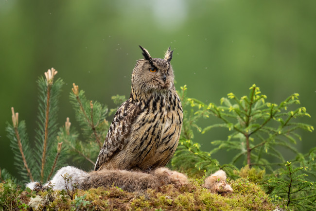 Обои картинки фото животные, совы, взгляд, ветки, сова, птица, мох, хвоя, зеленый, фон, боке, добыча, филин, мошки