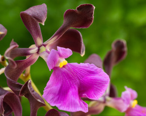 Картинка цветы орхидеи орхидея