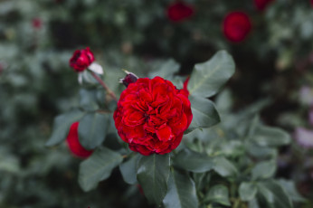 Картинка цветы розы алая роза макро