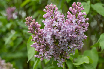 обоя цветы, сирень, сиреневые