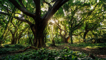 Картинка maui+jungle hawaii природа лес maui jungle