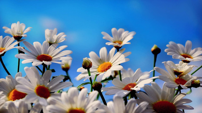 Обои картинки фото цветы, ромашки