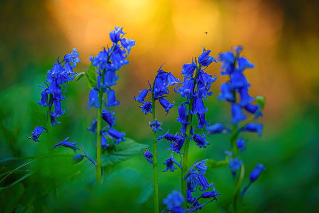 Обои картинки фото цветы, колокольчики