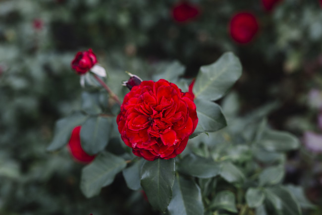 Обои картинки фото цветы, розы, алая, роза, макро