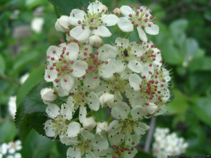 Картинка цветы цветущие деревья кустарники