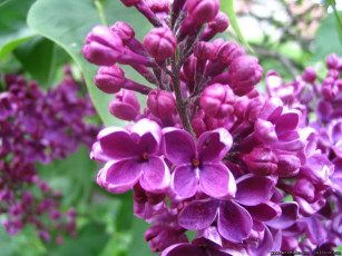 обоя сирень, цветы