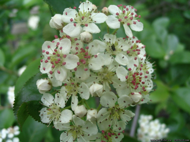 Обои картинки фото цветы, цветущие, деревья, кустарники