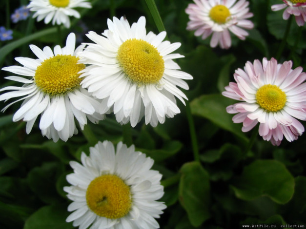 Обои картинки фото рамашки, цветы, маргаритки