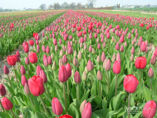 Картинка цветы тюльпаны