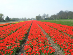 Картинка цветы тюльпаны