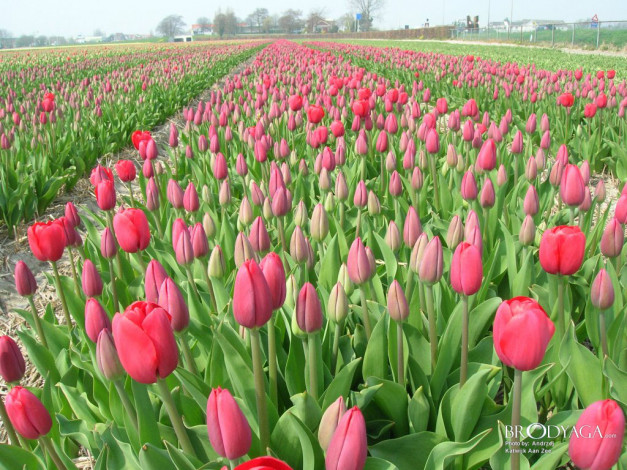 Обои картинки фото цветы, тюльпаны