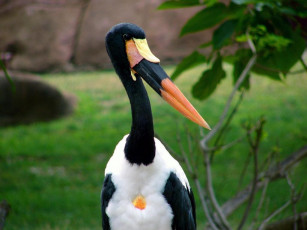 Картинка животные аисты