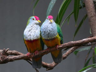 Картинка животные голуби