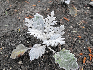 Картинка цветы