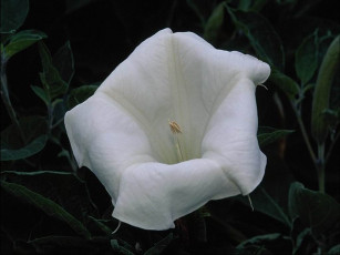 Картинка цветы бругмансия дурман трубы ангела