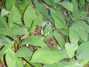 Картинка цветы ландыши