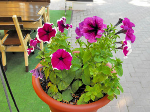 Картинка цветы петунии калибрахоа