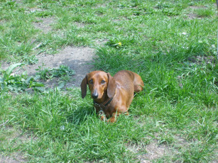 Картинка на лоне природы животные собаки