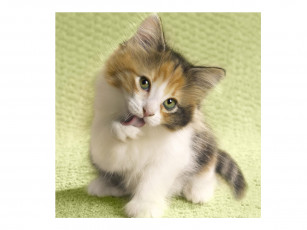 Картинка животные коты