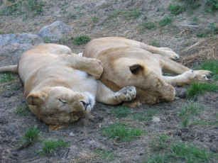 Картинка животные львы