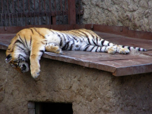 Картинка животные тигры