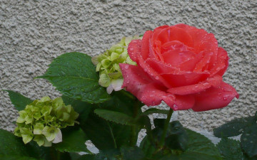 Картинка цветы разные вместе