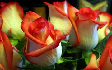 Картинка цветы розы